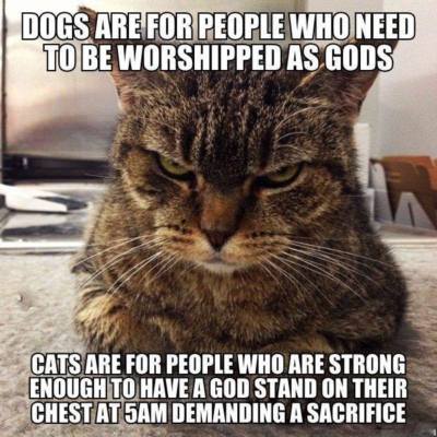 Funny Cat  refrigerator magnet 3 1/2 x 3 1/2''