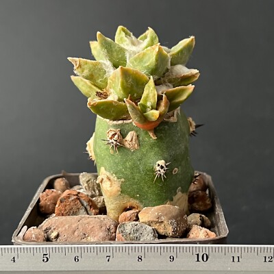 32-349. Cactus... Scaph x Fissuratus (Grafted)