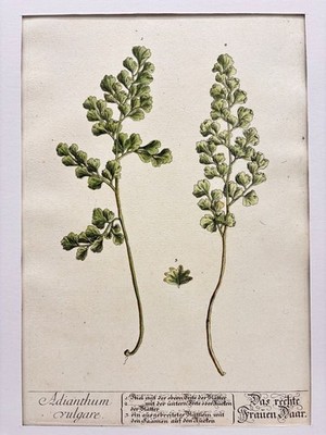 Adianthum vulgare / Das rechte Frauen Haar. Kol. Kupferstich Nr. 367 von N.F. Ei