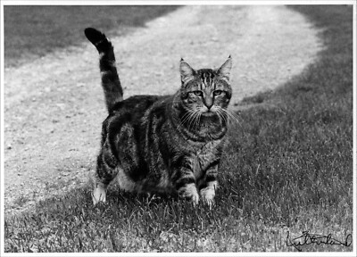 Cat portrait original vintage artist proof 1993 print from film Sutherland