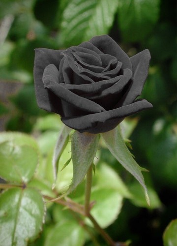 Semillas de Rosa Rosal NEGRA BLACK ROSE SEEDS flor color colour iphone sony - Imagen 5 de 9