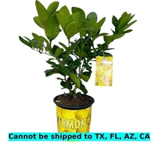Ponderosa Lemon Tree in 2"Pot Indoor Citrus Starter Plant Tropical Citrus Limon