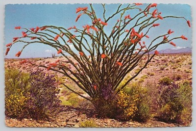 Ocotillo Blooms Cholla Cactus Palm Springs CA California 1960s Postcard