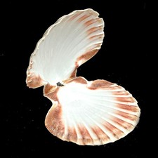 Large Scallop matching pair seashells 10-11 cm for crafts & culinary use