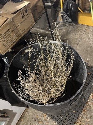 Tumbleweed