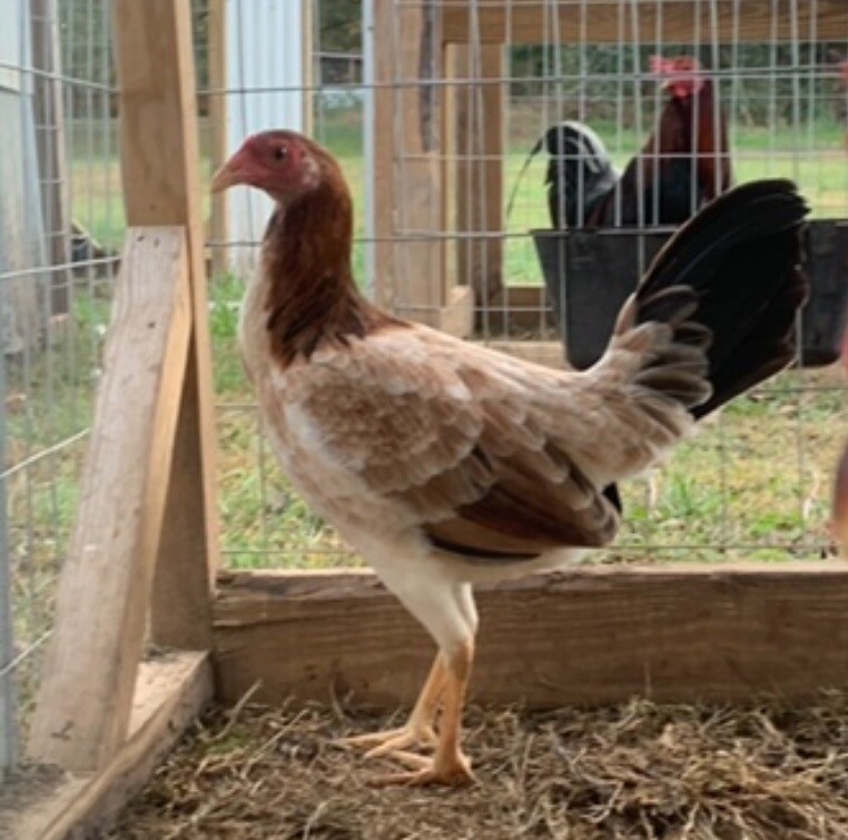 6 Cecil Davis Kelso Hatching Eggs eBay