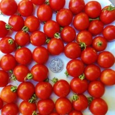 Tommy Toe - Award Winning Cherry - +25 Seeds - Buy any 3 items, 10% off order!