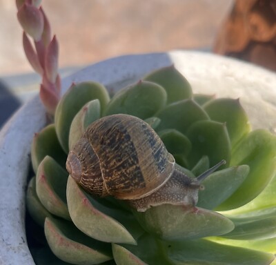 Aplicación Caracol Tv Live Free LIVE Helix Aspersa Brown Land