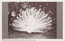 WHITE PEACOCK AT ZOOLOGICAL GARDENS REAL PHOTO POSTCARD CINCINNATI OH OHIO RPPC