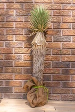 3FT JOSHUA TREE, DESERT PLANT, LEGALLY HARVESTED & TAGGED, YUCCA BREVIFOLIA