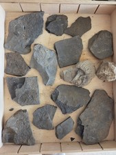 Ammoniten-Fossilien Sammlung in Schieferplatt...