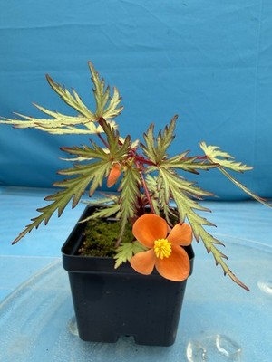 Begonia sutherlandii Fern-like Leaves 4  Pot Shade Easy Care Windowsill