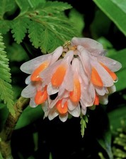 Orchid Species Dendrobium pseudoglomeratum  Peach x Pink  Seedling