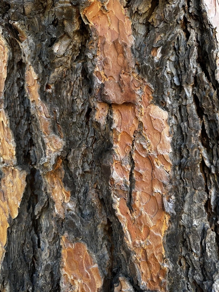 Ponderosa Pine TREE SEEDS (Pinus ponderosa) FRESH SEEDS! - Image 3 of 4