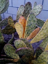 5 pcs Opuntia Sunburst Variegated Cactus Large Cuttings