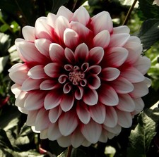 @ (◕‿◕)\@ Dahlien  :  Dahlie Dekodahlie  " Musette   " Liefertermin