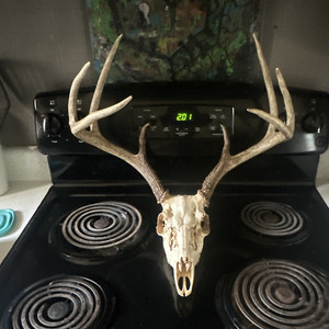 Deer Skull with Antlers European Mount Taxidermy Large Animal 20.1"