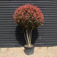 Fotinia "Photinia x fraseri Red Robin multi stem"  mastello ø50 h. 170/200 cm