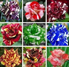 20 DRAGON STRIPED SWIRL ROSE FLOWER SEEDS rare exotic tiger plant garden bush
