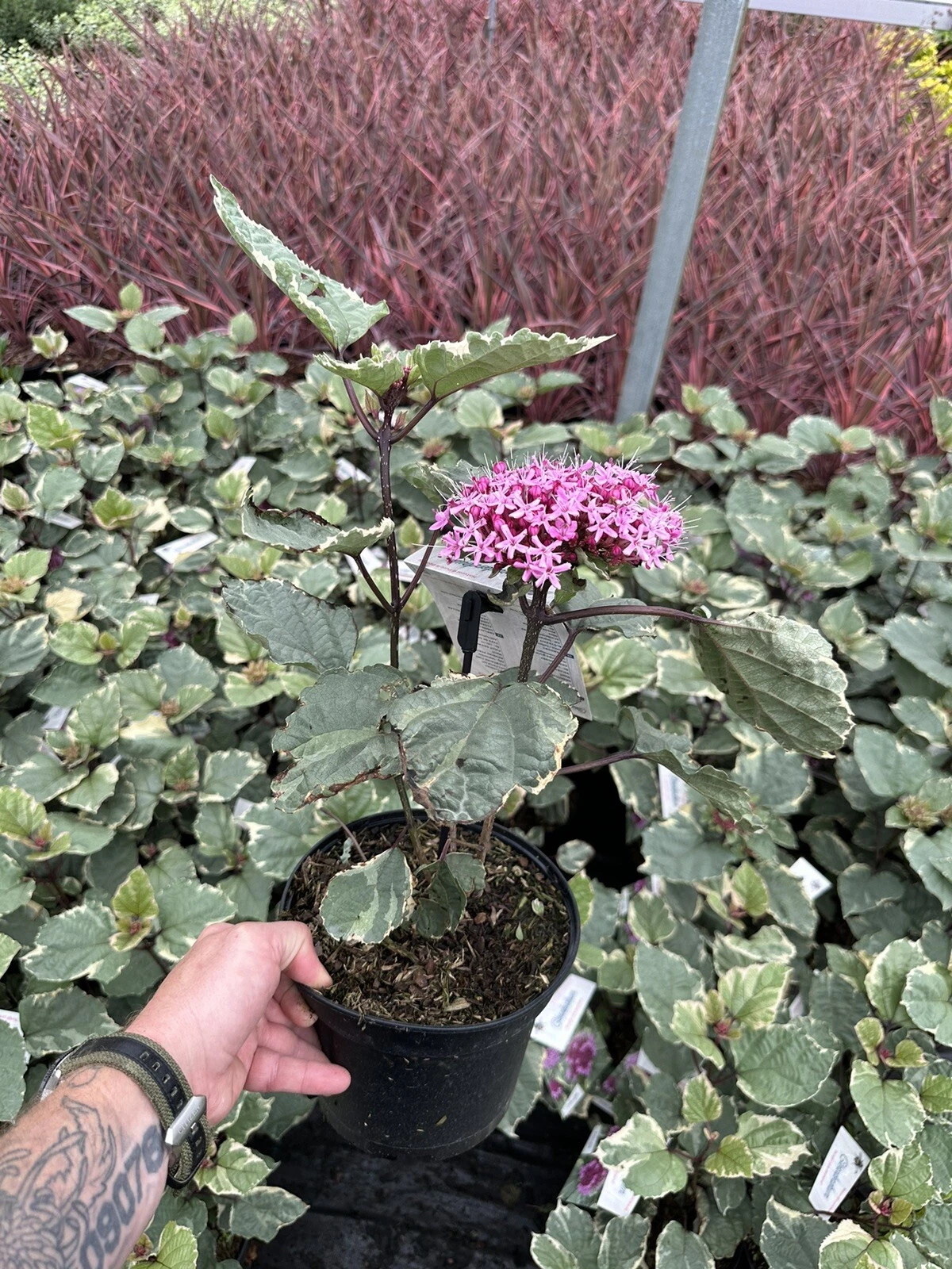 Picture 15 of 19