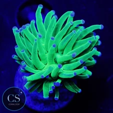 CS Todd's Torch - WYSIWYG LIVE CORAL
