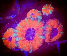 SAF~ ‘WYSIWYG” Green/Red Bi-color Acan coral Frag, Colony,Live Coral Lord, Micro