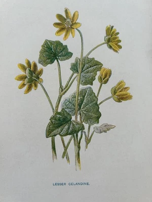 Antique Print Lesser Celandine c1900s Hulme Botanical Wildflower Garden Flower - Image 1 of 4