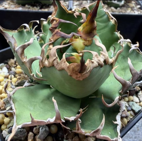 1pcs 8-12cm Agave Gatto Rosso Weazle Bellissimo Giardino Raro Piantare Agave - Foto 2 di 12