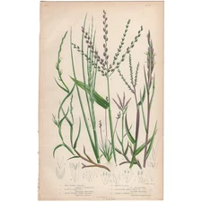 Anne Pratt 1860 antique botanical print Flowering Plants 272 Hard Grass