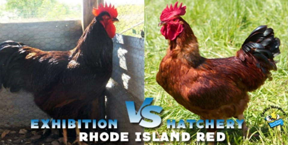 Pictograph Grade R 6 NPIP/AI Clean RHODE ISLAND RED EXHIBITION Chicken Hatching Eggs HI ...