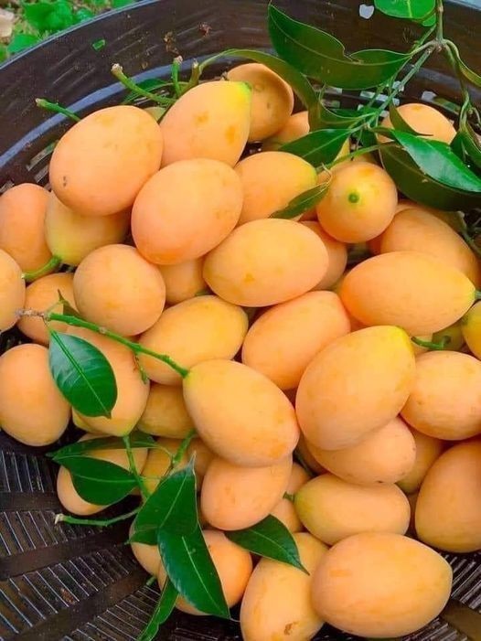 1 RARE Grafted Vietnamese Mini Mango Tree Xoai Mut Live Tropical Plant ...