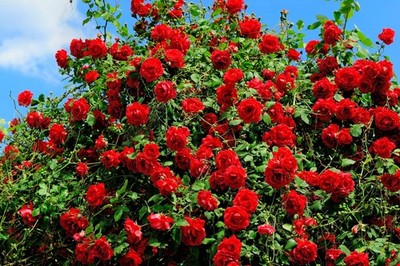 5 RED CLIMBING ROSE Rosa Bush Vine Climber Fragrant Butterfly