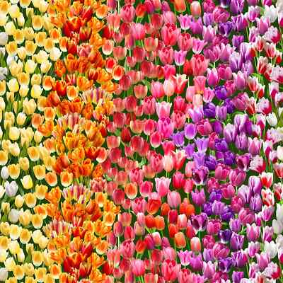 Spring in Delft Tulip Field BTY Michael Miller