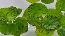 Tiger Floater EXTRA, No Snail, No Algae, Live Aquarium Plants