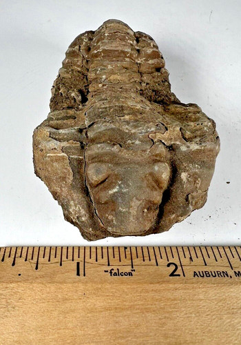 Authentic Fossilized Trilobite from Morocco.  Weight (grams):112