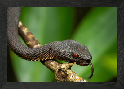 Gerahmtes Wandbild Mangrovengrube Viper Poster Leinwanddruck Bild