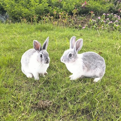 2 Stück Hase Deko Garten Pfähle Pflanzgefäß Topf Deko 2D schönes Acryl