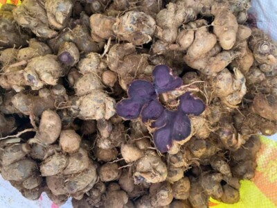 Thai Ginger Plant Bulbs 3 Bulbs Of Krachai Dam (Black Ginger) Plant -  Kaempferia Parviflora, Thai Herb For Natural Wellness