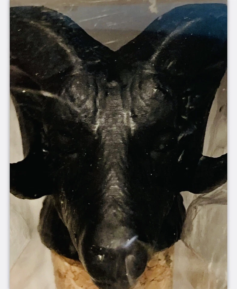 BLKSMITH Bull and Ram Wine Stoppers - Set of 2 - NEW in box - Image 4 of 4