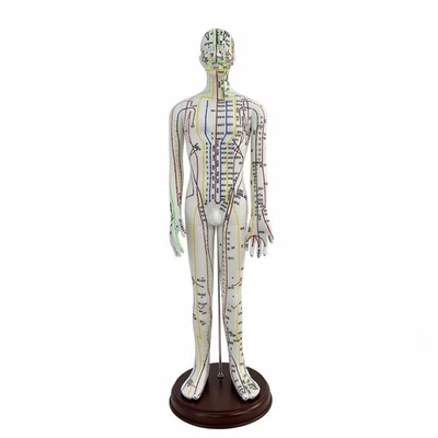 Mannequin D'acupuncture Précis Mannequin d’acupuncture avec Base Pédagogique - Photo 1/4