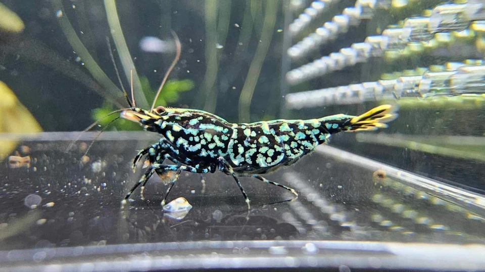 (PRESALE) Top Grade Blue Galaxy Snowflake Fishbone Caridina Shrimp. Live Shrimp - Image 3 of 4