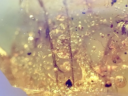 RARE! LIZARD TAIL HANDS CLAWS & SKIN🌟 Burmite Amber Fossil Insect DINOSAUR AGE - Picture 13 of 14