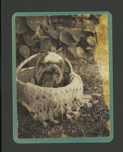 Audrey Hepburn Reproduction Clipping Happy Easter Card Yorkshire Terrier