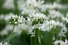 Wild Garlic Ramsons – Allium ursinum – 500 Seeds – Edible UK Wildflower JustSeed