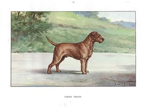Rare 1930 Art Watercolor Castellan France Dog Portrait Print BORDER TERRIER