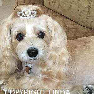 Dog Crown Puppy Tiara GHYJPAJK Hai Lan PCS Dog Crown Pearl Hair ...