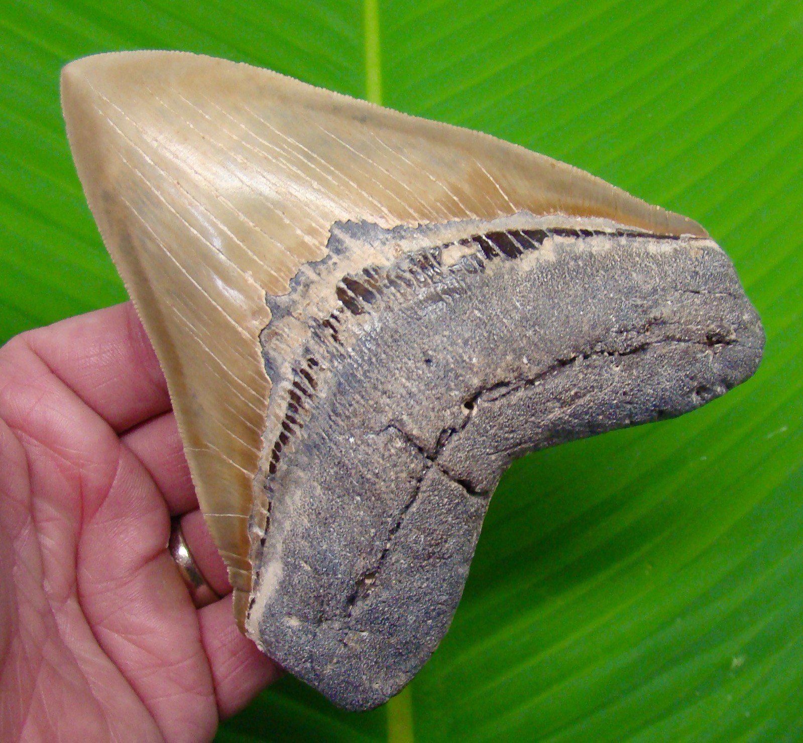 5.40” MEGALODON SHARK TOOTH  Real Fossil w/ Display Stand - HIGH QUALITY