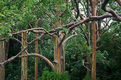 20 RAINBOW EUCALYPTUS SEEDS (Eucalyptus Deglupta), Colourful Bonsai | eBay