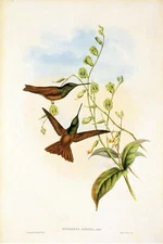 1990 Vintage HUMMINGBIRD #248 "BOLIVIAN RAINBOW" GORGEOUS GOULD Art Lithograph