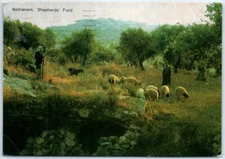 Postcard - Shepherd's Field - Bethlehem, Palestine